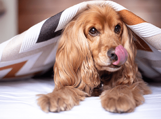 chien langue